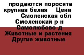 продаются поросята(крупная белая) › Цена ­ 4 500 - Смоленская обл., Смоленский р-н, Самолюбово д. Животные и растения » Другие животные   